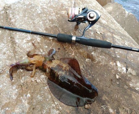 エギング絶好調継続！